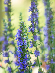 Purple flowers of hyssop (hyssopus officinalis)