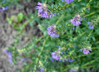 Purple flowers of hyssop (hyssopus officinalis)