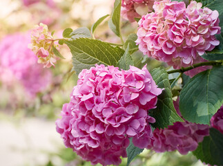 Fototapeta premium Pink flowers of hydrangea close-up.