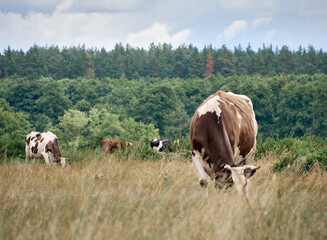 Cows on a green field.