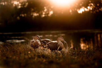 waterbirds in golden hour, czech nature, waterbirds on lake, sunset time