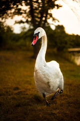 waterbirds in golden hour, czech nature, waterbirds on lake, sunset time