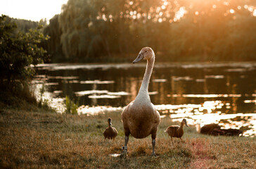 waterbirds in golden hour, czech nature, waterbirds on lake, sunset time