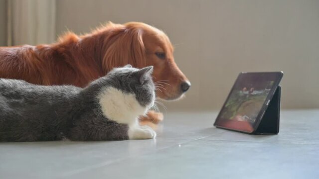 Golden Retriever and British Shorthair lying on the floor looking at tablet