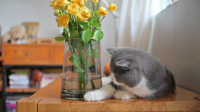 British shorthair cat attracted by fish in vase