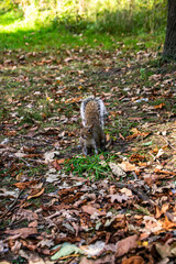 Photo of a nice and beautiful squirrel standing in the park during a sunny day