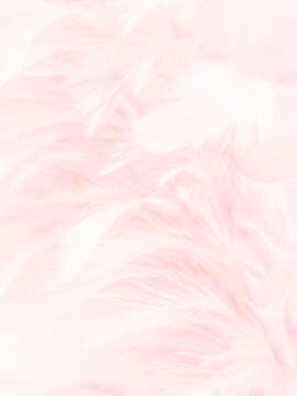 Beautiful abstract gray and pink feathers on white background, white feather frame texture on pink pattern and pink background © Weerayuth