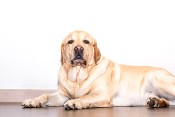 Retrato de un perro Labrador relajado 