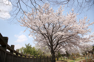 Beautiful cherry blossom sakura in spring time over blue sky.