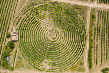 View vertically down on a snail-shaped vineyard near Zell / Germany in Rhineland-Palatinate