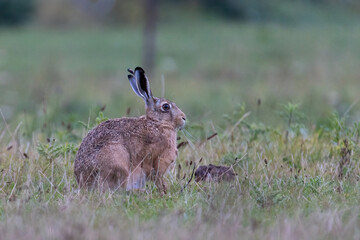 Naklejka na ściany i meble Hare (lepus europaeus) sitting in the grass. Hare on a farmers field in the Netherlands.