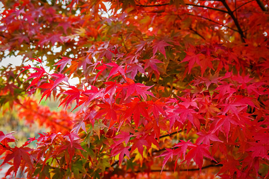 Beautiful Acer palmatum ( palmate maple or smooth Japanese maple ) leaves. Fall red maples in Germany. Red-foliaged Japanese maple, close up. Good Red  Fall Foliage.