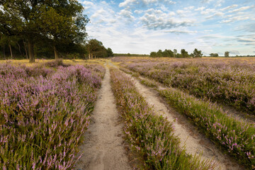 Fototapeta na wymiar Road between purple heather at the Deelerwoud. Purple heather at the Veluwe in the Netherlands.