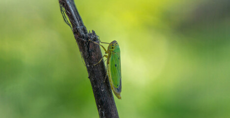 incredibly colorful little insect on a branch