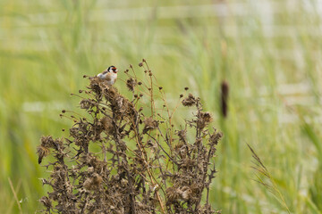 European Goldfinch (Carduelis carduelis) sitting on stick
