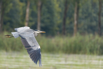 Grey heron (Ardea cinerea) flying in the Netherlands