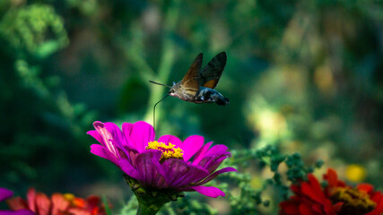 purple flower over which the butterfly collects nectar