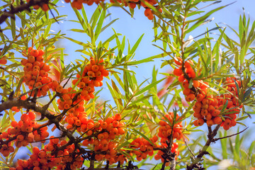 Sea buckthorn berries in sunny day. Sea-buckthorn bush with yellow fruits ( Hippophae rhamnoides,...