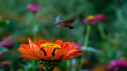 red flower over which the butterfly collects nectar
