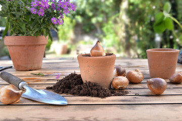 bulb of flowers in a terra cotta  pot among dirt on a wooden garden table