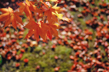 秋　葉　素材