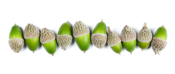 Green acorns, oak tree nuts row isolated on white background, top view