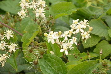 Close-up of Clematis vitalba plant.White flowers of blooming Wild Clematis, Clematis vitalba,