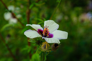 Kenaf Hibiscus cannabinus flower in autumn garden, close up. Also called Deccan hemp and Java jute plant