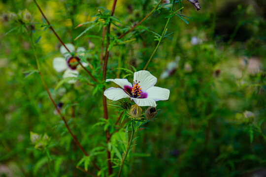 Kenaf Hibiscus cannabinus flower in autumn garden, close up. Also called Deccan hemp and Java jute plant