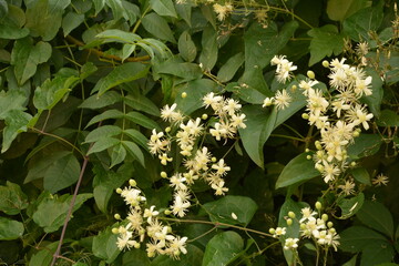 Close-up of Clematis vitalba plant.White flowers of blooming Wild Clematis, Clematis vitalba,