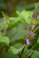 Beautiful vertical image of a greenhouse eggplant flower drooping at the end of the day. Abstract defocused bokeh background in natural light with copy space.