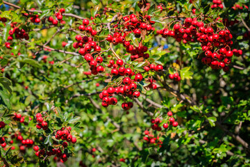 Red berries in autumn garden. Many Red fruits of Crataegus monogyna, known as  hawthorn or single-seeded hawthorn ( may, mayblossom, maythorn, quickthorn, whitethorn, motherdie, haw ) berry