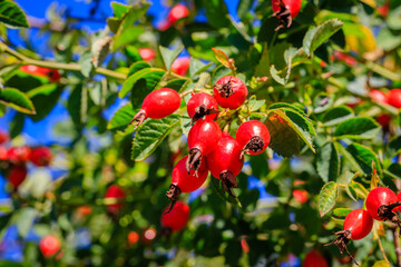 Obraz premium Red dog rose berries in garden. Red rosehip fruits and green leaves in sunny day