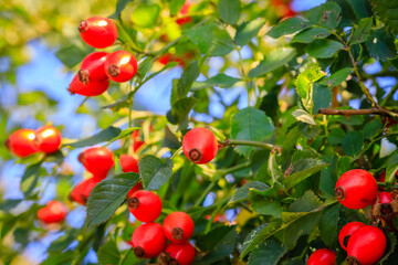 Red dog rose berries in garden. Red rosehip fruits and green leaves in sunny day