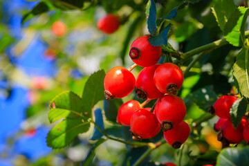 Red dog rose berries in garden. Red rosehip fruits and green leaves in sunny day