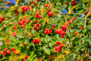 Red dog rose berries in garden. Red rosehip fruits and green leaves in sunny day
