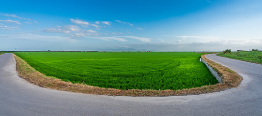 Hairpin bend road near rice fields in Valencia - obrazy, fototapety, plakaty