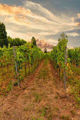 Fototapeta na wymiar Row of trellised vines at sunset