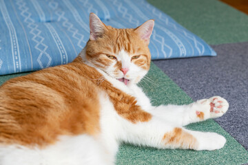 グルーミングする茶白猫