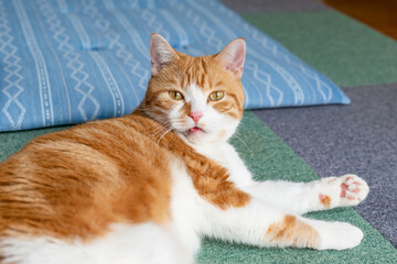 グルーミング中の茶白猫