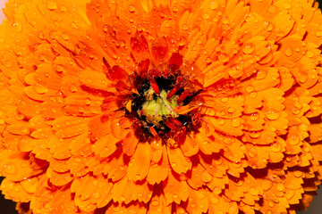 Detailed closeup macro photo of a flower