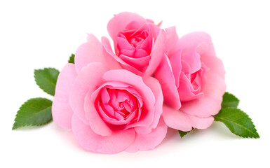 Beautiful pink roses.
