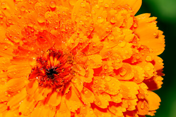 Detailed closeup macro photo of a flower