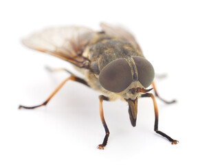 Brown gadfly isolated.