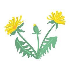 Vector illustration of dandelions. Dandelion plant leaves and flowers isolated on white background.