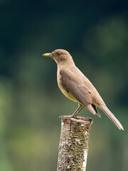 Wildlife photo of a Clay-colored Thrush (Turdus grayi), standing on a post, Costa Rica