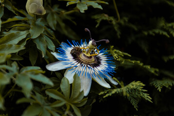 Bee on Blue and White Flower