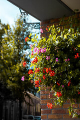 Flowers in Pot Hanging from Wall