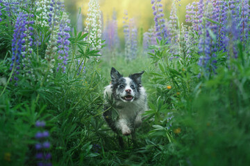 dog in lupine flowers. Marble border collie in nature. Lovely pet