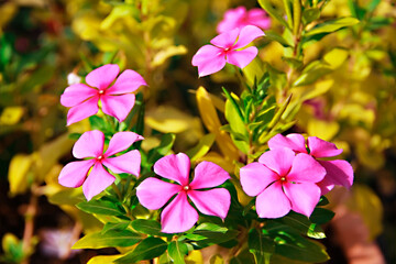 pink periwinkle flowers on a background of green leaves